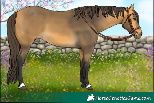 Horse Color:Buckskin 