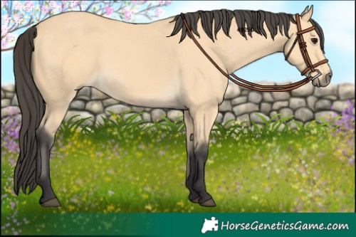 Horse Color:Buckskin 