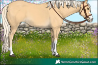Horse Color:Palomino