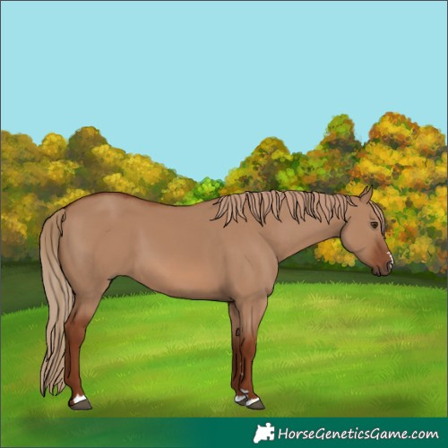 Horse Color:Red Dun 