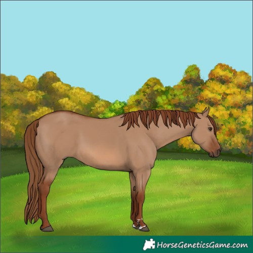 Horse Color:Red Dun