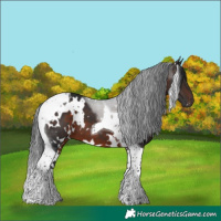 Horse Color:White Spotted Brown Tobiano