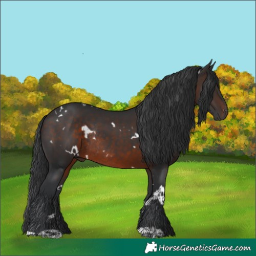 Horse Color:White Spotted Brown Rabicano 