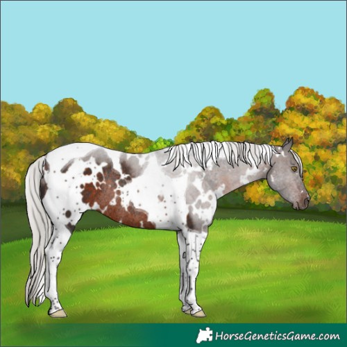 Horse Color:White Spotted Silver Brown Tobiano Rabicano 