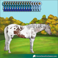 Horse Color:White Spotted Silver Brown Tobiano Rabicano