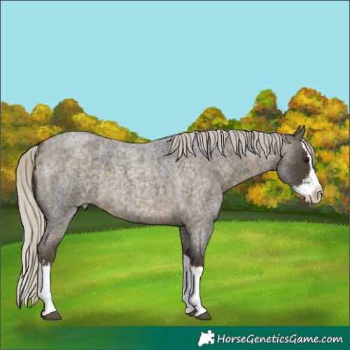 Horse Color:Silver Buckskin Roan Sabino Splash 