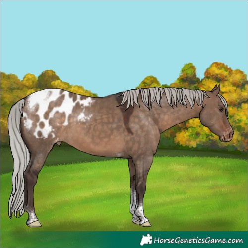 Horse Color:Silver Brown Dun Tobiano Blanket 