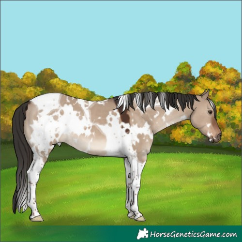 Horse Color:White Spotted Liver Red Dun Tobiano 