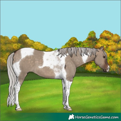 Horse Color:Silver Brown Dun Tobiano 