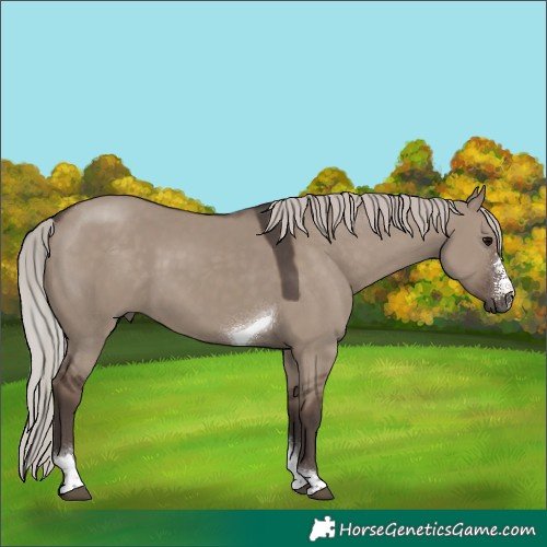 Horse Color:Silver Grullo Sabino Tobiano 