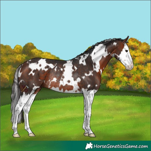 Horse Color:White Spotted Bay Splash Rabicano 