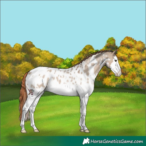 Horse Color:White Spotted Liver Red Dun Roan Splash Appaloosa
