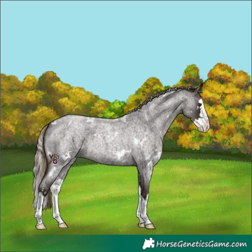 Horse Color:White Spotted Liver Red Roan Splash 