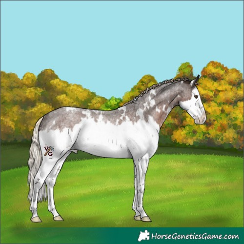 Horse Color:White Spotted Liver Red Roan Splash Rabicano 