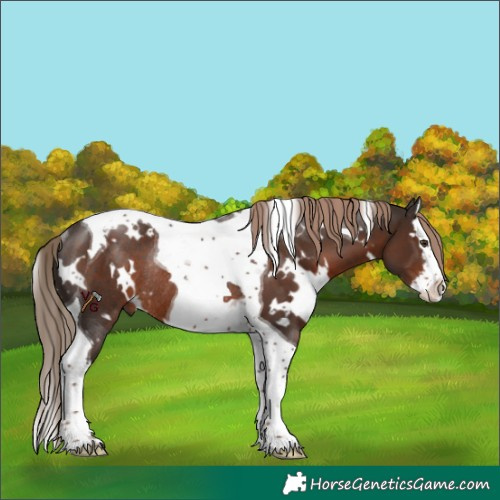 Horse Color:White Spotted Liver Chestnut Splash Tobiano Rabicano 