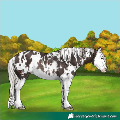 Horse Color:White Spotted Silver Brown Splash Appaloosa Rabicano 