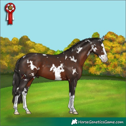 Horse Color:White Spotted Liver Chestnut Splash 