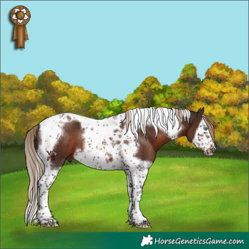 Horse Color:Liver Chestnut Splash Tobiano Frame 