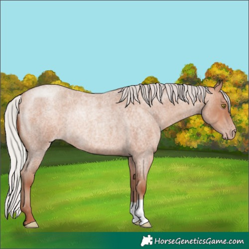 Horse Color:Silver Sable Champagne Roan Rabicano 
