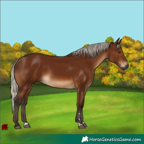 Horse Color:Gray Silver Bay 