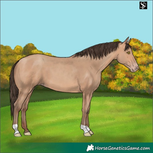 Horse Color:Amber Champagne 