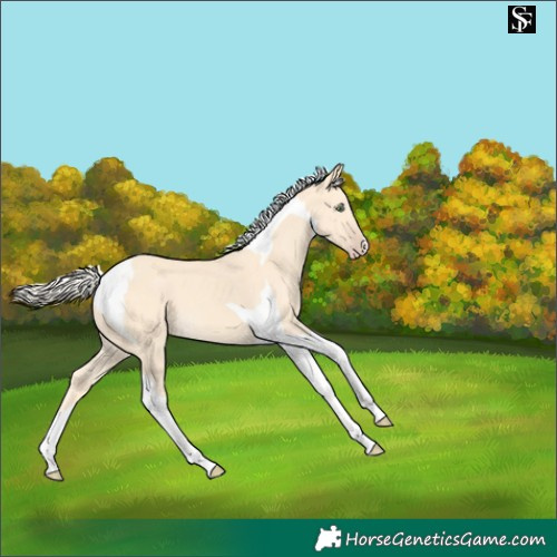 Horse Color:Gold Cream Champagne Tobiano