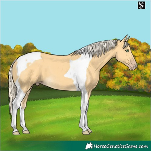 Horse Color:Gold Cream Champagne Tobiano 