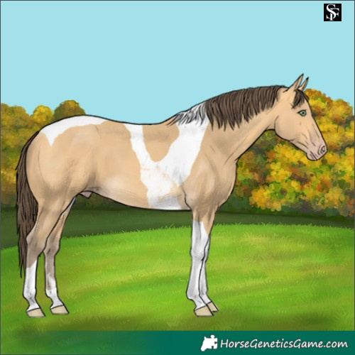 Horse Color:Amber Cream Champagne Tobiano 