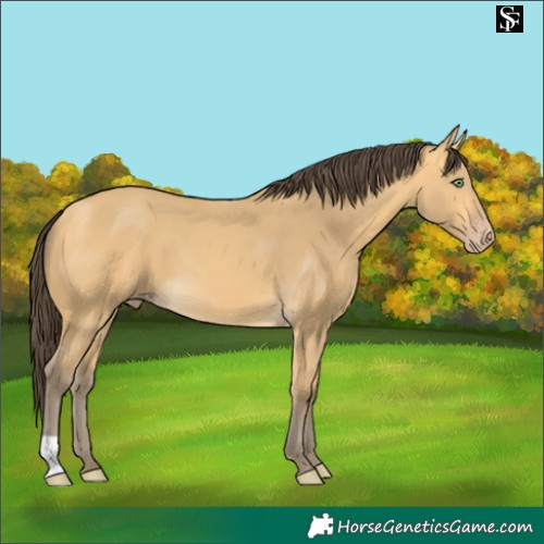 Horse Color:Amber Cream Champagne 