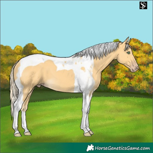 Horse Color:Gold Cream Champagne Tobiano 