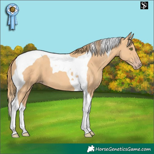 Horse Color:Gold Champagne Tobiano