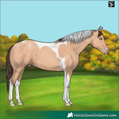 Horse Color:Amber Champagne Tobiano 