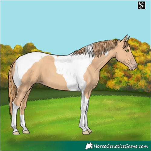 Horse Color:Gold Champagne Tobiano 