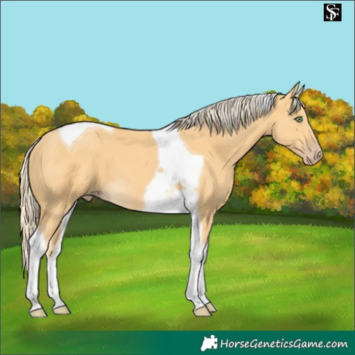 Horse Color:Gold Cream Champagne Tobiano 