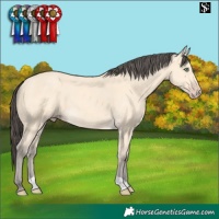 Horse Color:Amber Cream Champagne