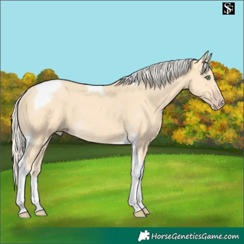 Horse Color:Gold Cream Champagne Tobiano 