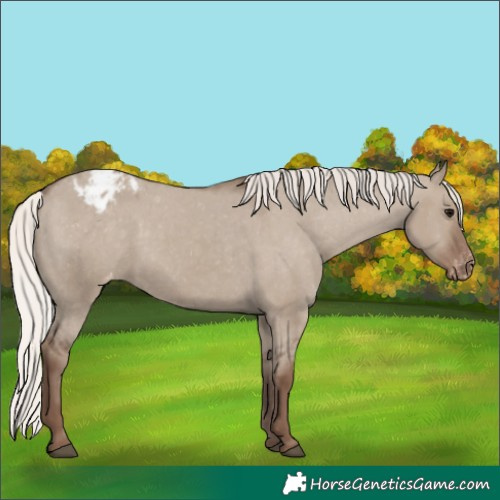 Horse Color:Silver Grullo Appaloosa 