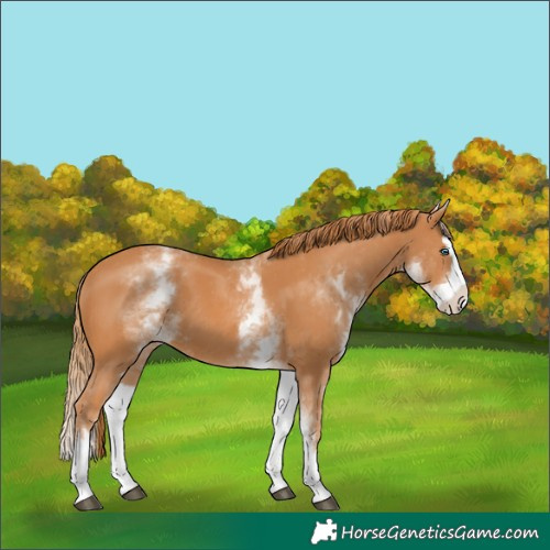 Horse Color:White Spotted Chestnut Splash 
