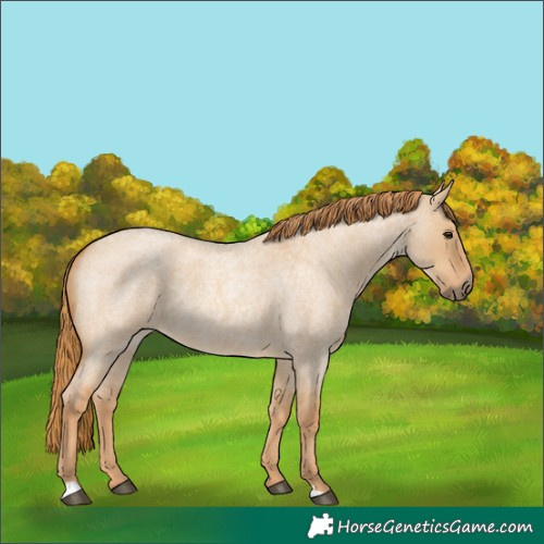 Horse Color:Red Dun Roan