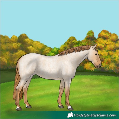 Horse Color:Red Dun Roan 