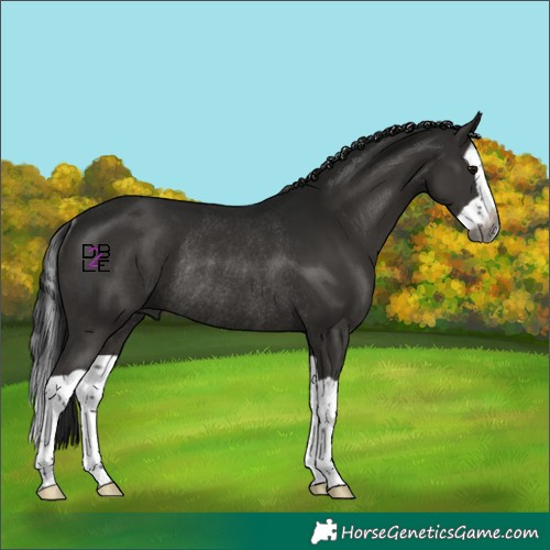 Horse Color:Gray Black Splash Rabicano 
