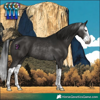 Horse Color:Gray Black Splash Rabicano 