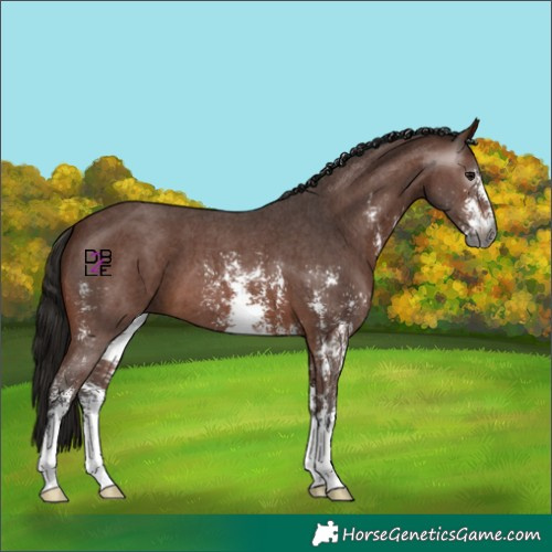 Horse Color:Gray Bay Sabino 