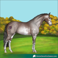 Horse Color:Gray Bay Sabino