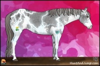 Horse Color:White Spotted Black Splash Blanket Rabicano
