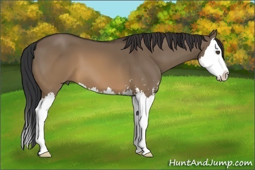 Horse Color:Brown Dun Sabino Splash 