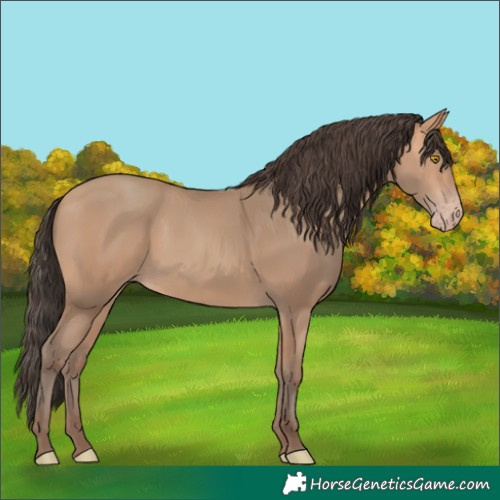Horse Color:Amber Champagne 