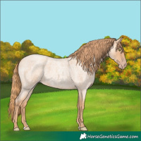 Horse Color:Gold Champagne Roan