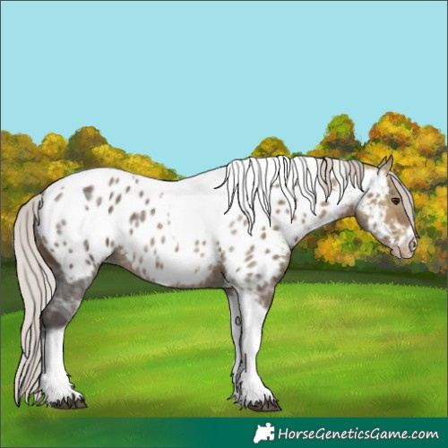Horse Color:Silver Brown Ice Tobiano Frame Appaloosa 