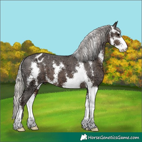 Horse Color:Silver Black Ice Sabino Appaloosa